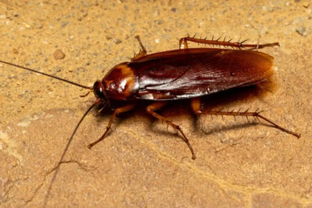 Hamam Böceği İlaçlama