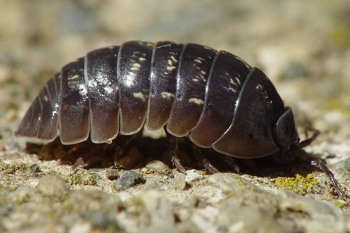 Tespih Böceği İlaçlama